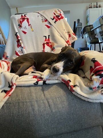 ABBS : Ashi (Abby), photo 4