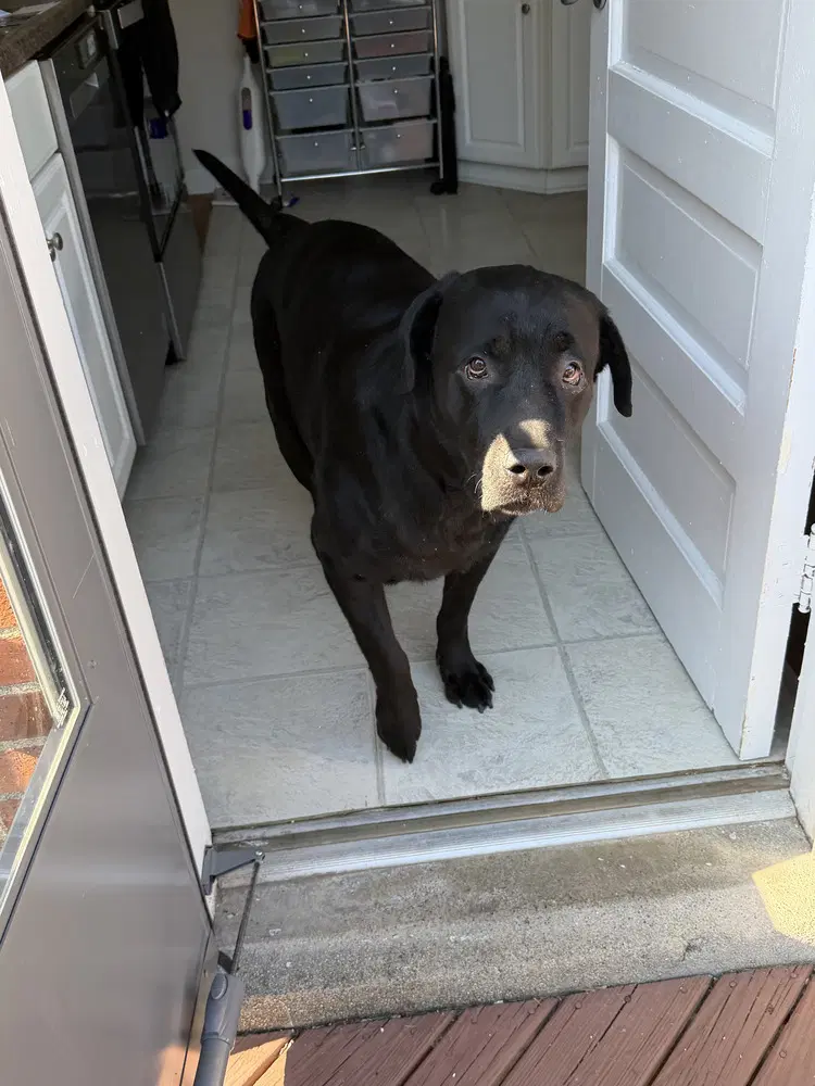 Cd Ollie - Labrador Retriever