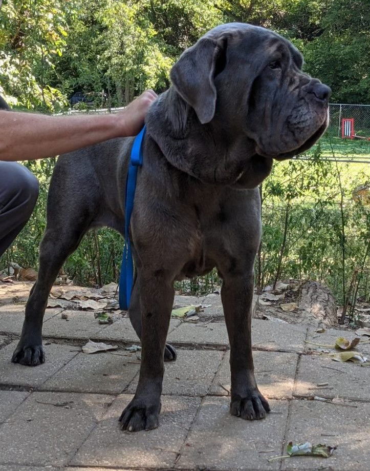 Mastino rescue sale