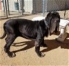 adoptable Dog in dallas, TX named Shiva