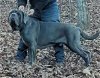 adoptable Dog in philadelphia, PA named Tavi