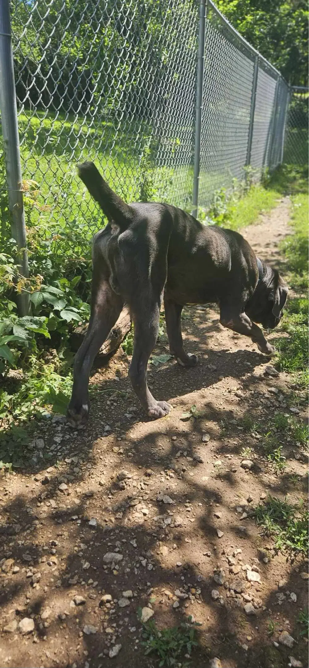 Adolfo image 3