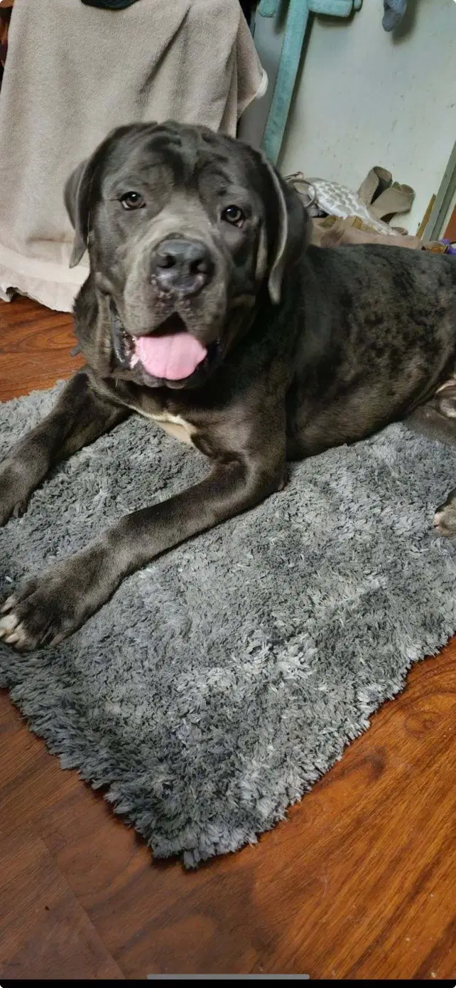 Adolfo - Neapolitan Mastiff