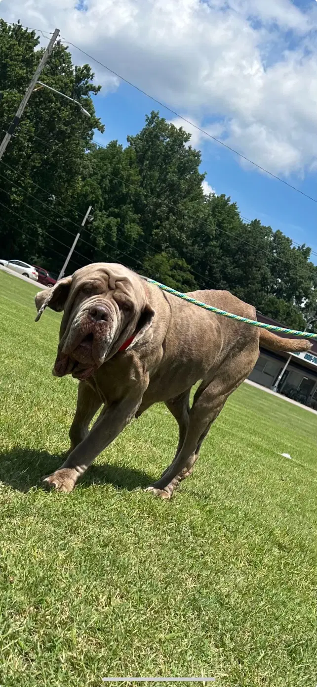 Gracie - Neapolitan Mastiff