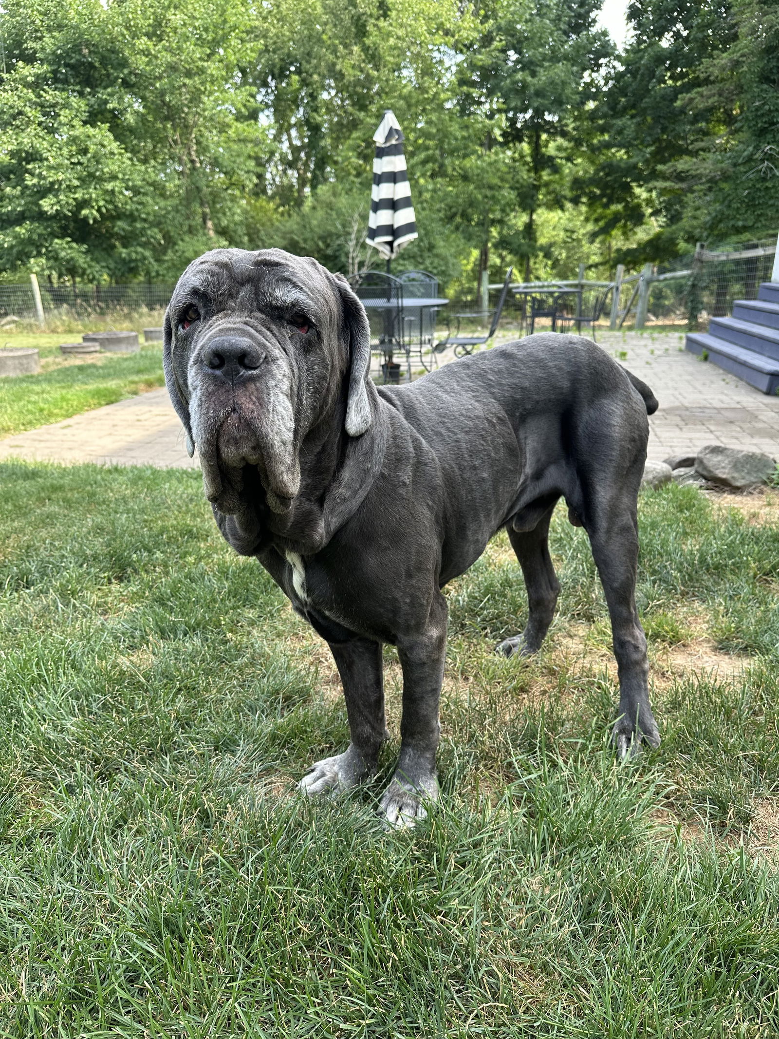 adoptable Dog in Chatham, IL named Nico