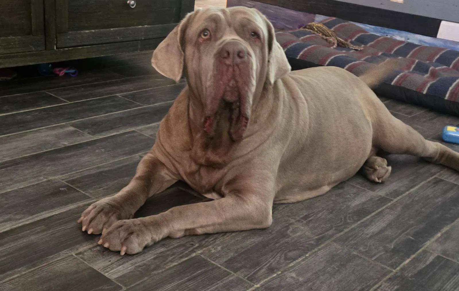 Anita - Neapolitan Mastiff