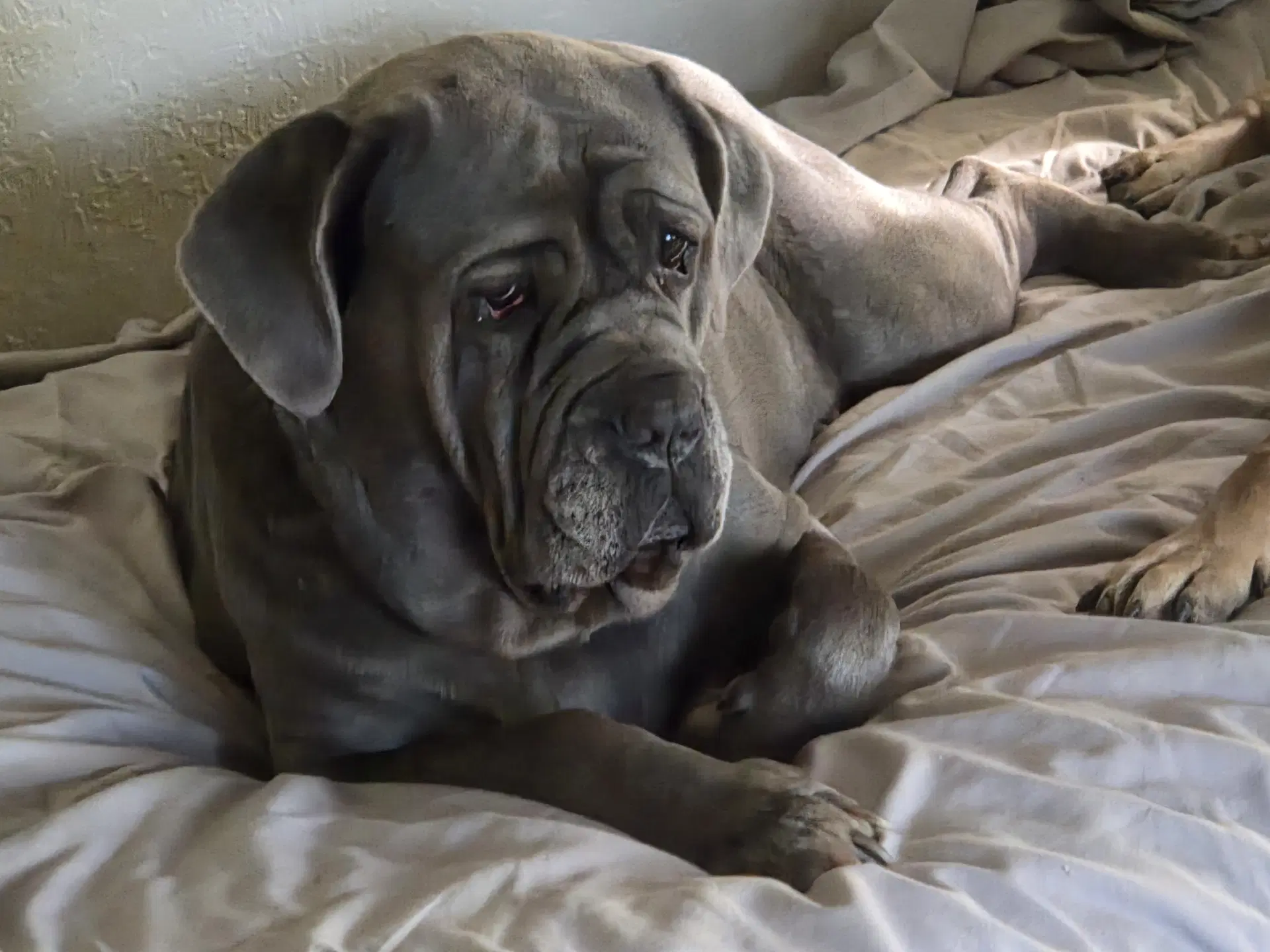 Livia - Neapolitan Mastiff