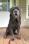 adoptable Dog in  named Rinaldo