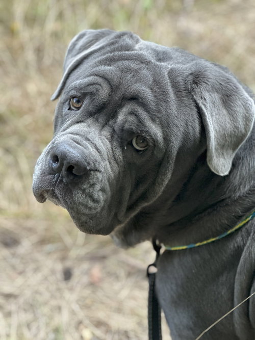 picture of the dog needing adoption