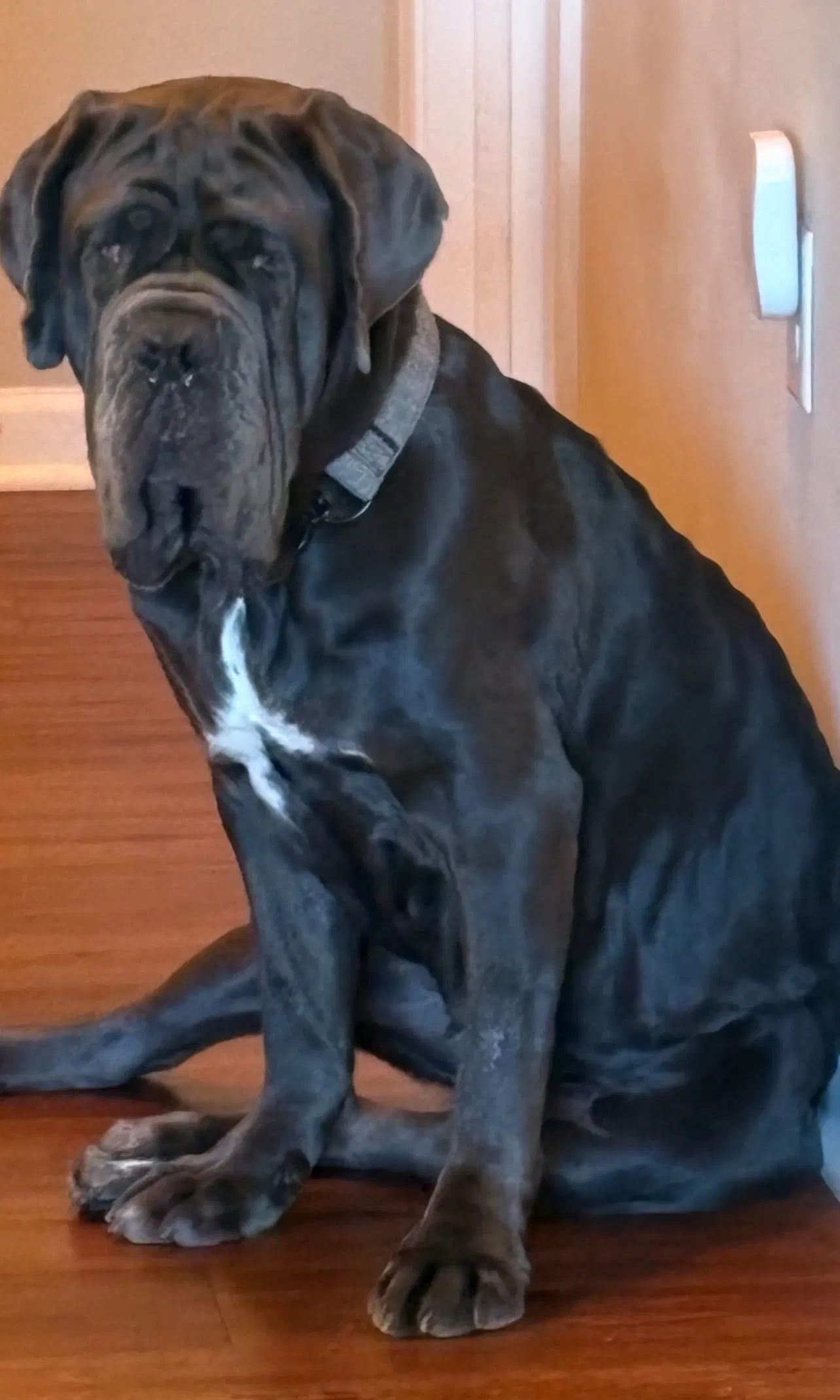 Amara - Neapolitan Mastiff