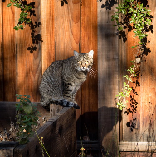 Photo 2 of Barn Cats (Courtesy Post)