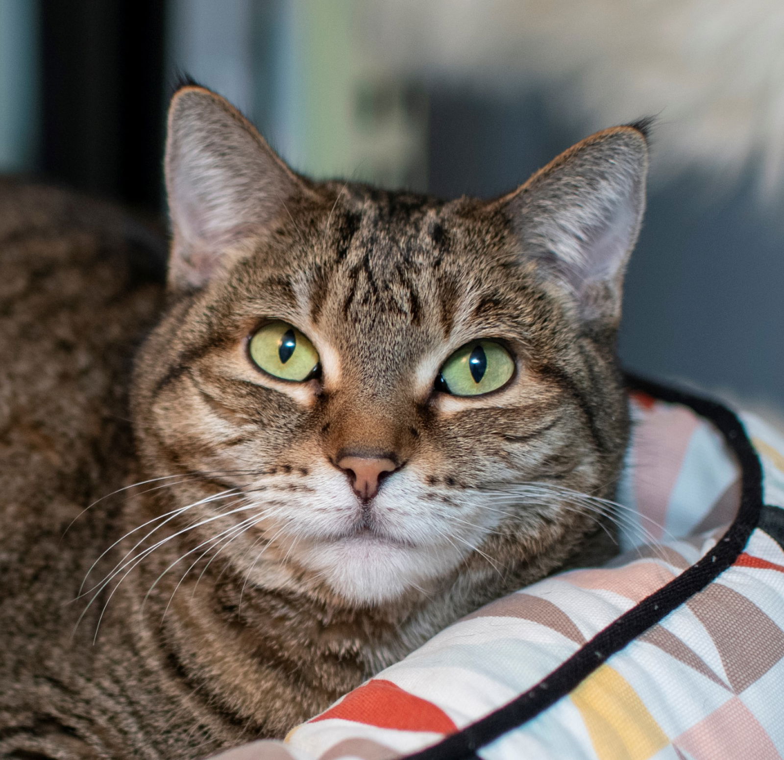 adoptable Cat in San Jose, CA named Precious