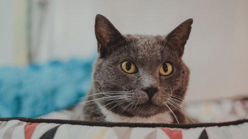 picture of the cat needing adoption