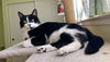 adoptable Cat in San Jose, CA named Zorro
