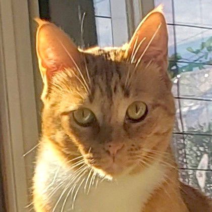 picture of the cat needing adoption