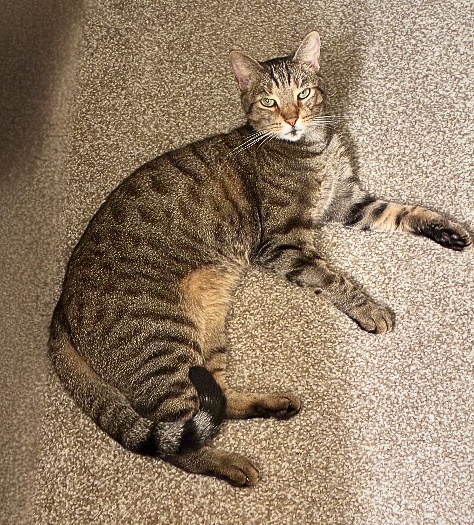Calypso (bonded w/ Poseidon), photo 3