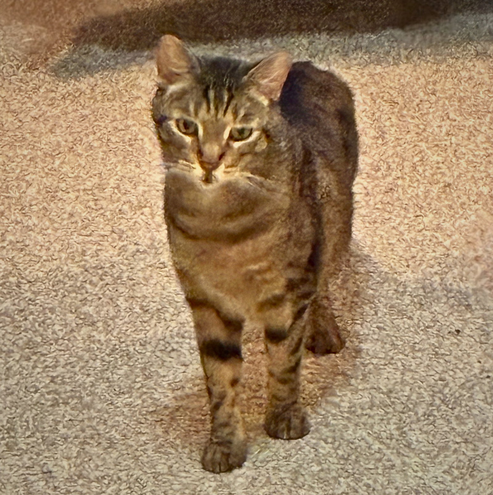 Calypso (bonded w/ Poseidon), photo 2