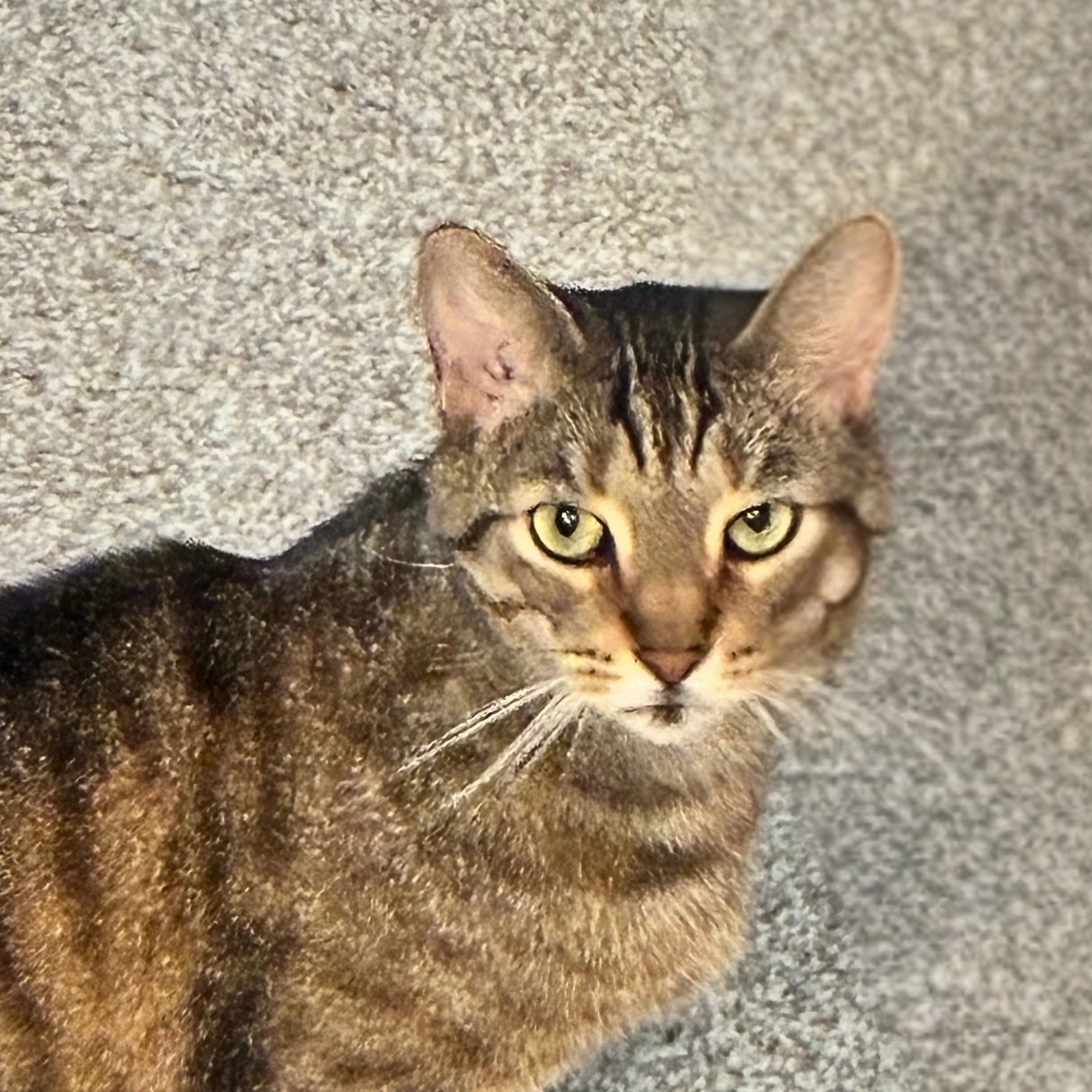 Calypso (bonded w/ Poseidon)