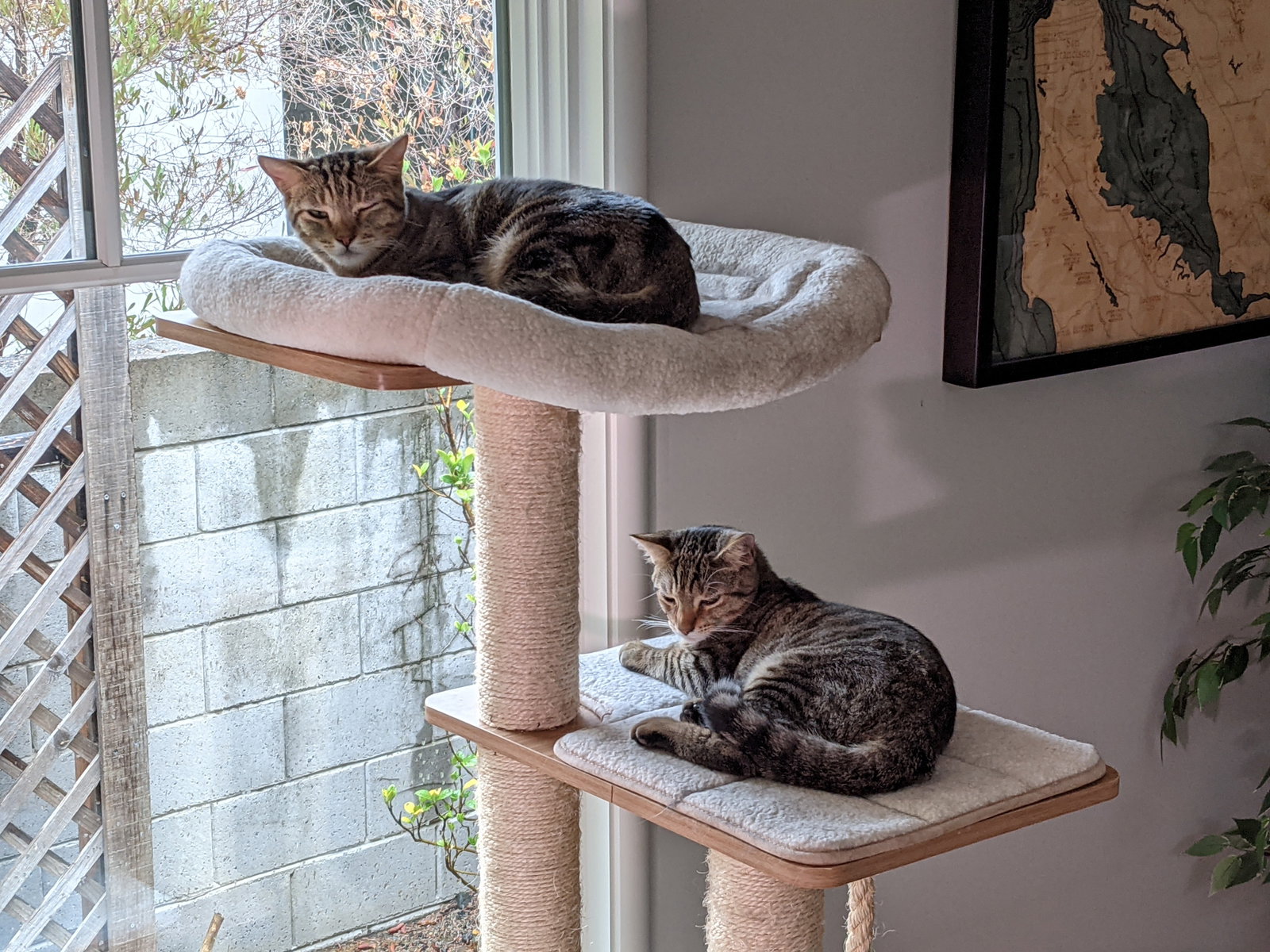 Calypso (bonded w/ Poseidon), photo 6