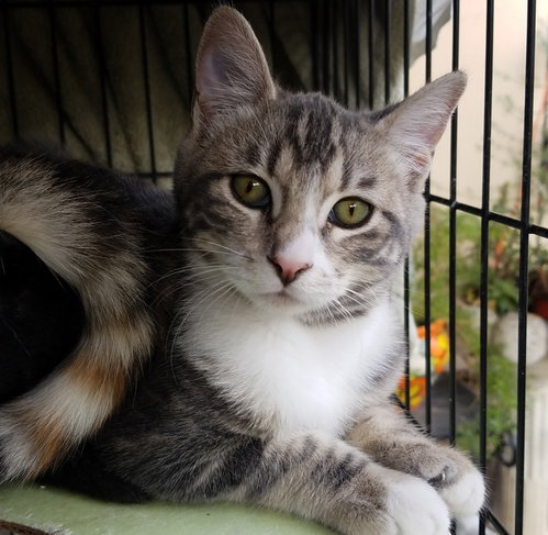 Photo 4 of Bindi (Courtesy Post)