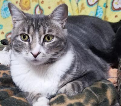 adoptable Cat in San Jose, CA named Bindi (Courtesy Post)