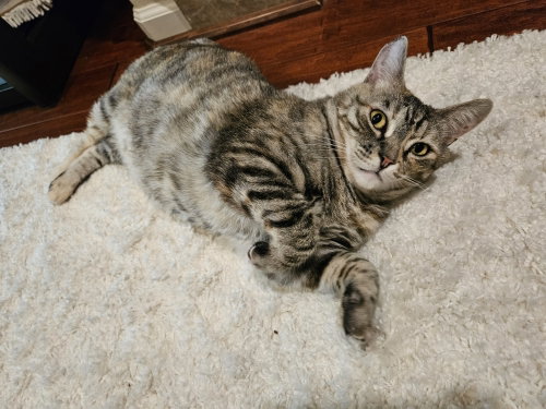 Photo 5 of Frosti (bonded w/ Crescent)