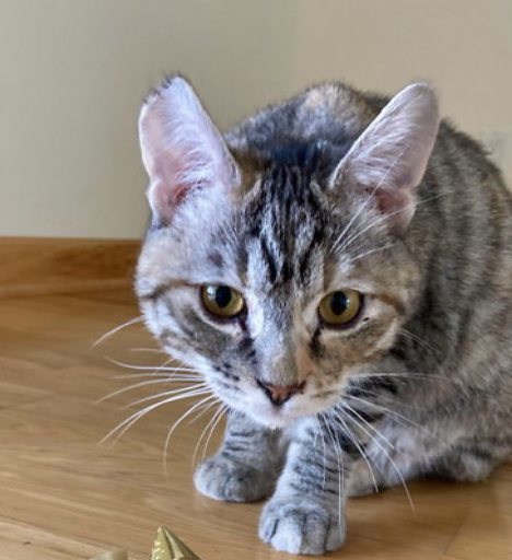 Frosti (bonded w/ Crescent), Adult Domestic Short Hair / Mixed (short coat), cat for adoption in Cupertino, California