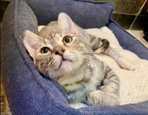 Frosti (bonded w/ Crescent), a cat for adoption from The Dancing Cat