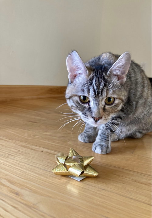 Frosti (bonded w/ Crescent), Adult Domestic Short Hair / Mixed (short coat), cat for adoption in Brentwood, California