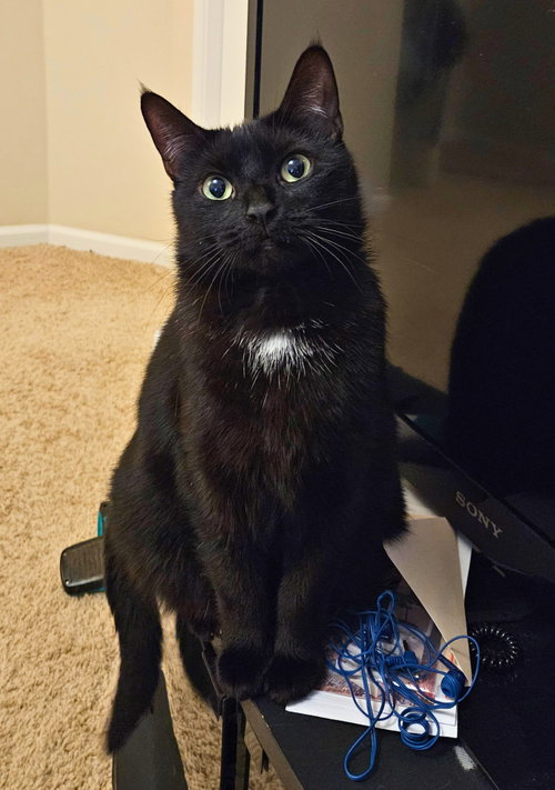 Crescent (bonded w/ Frosti), Adult Domestic Short Hair / Mixed (short coat), cat for adoption in Cupertino, California