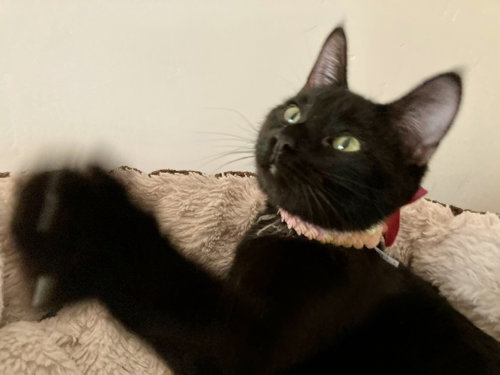 Crescent (bonded w/ Frosti), Adult Domestic Short Hair / Mixed (short coat), cat for adoption in Brentwood, California