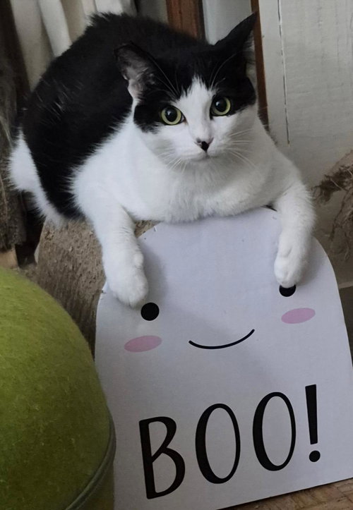 picture of the cat needing adoption