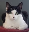 adoptable Cat in san jose, ca, CA named Ava (Courtesy Post)