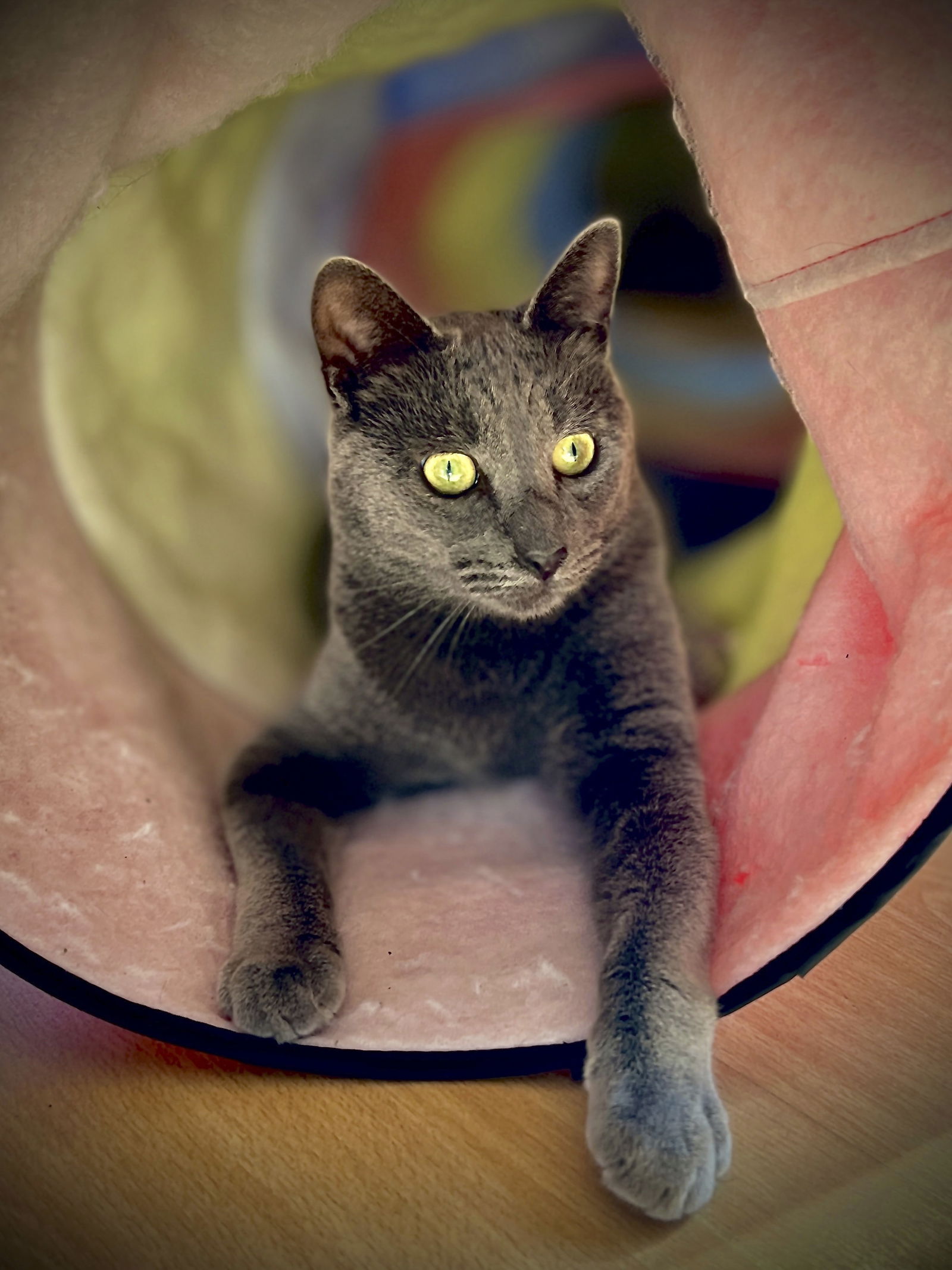 adoptable Cat in San Jose, CA named Mercury