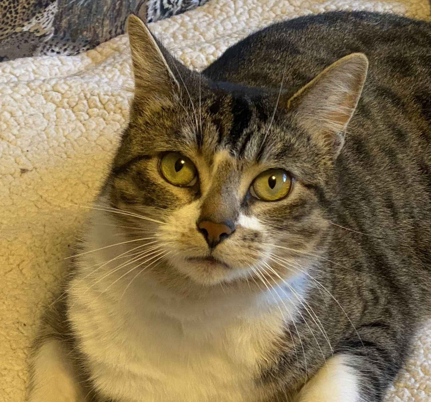 adoptable Cat in San Jose, CA named Travis Buttons