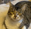 adoptable Cat in San Jose, CA named Travis Buttons