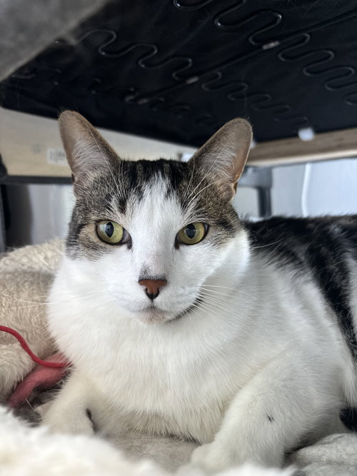 Chili (bonded with Chaulk), a cat for adoption from The Dancing Cat