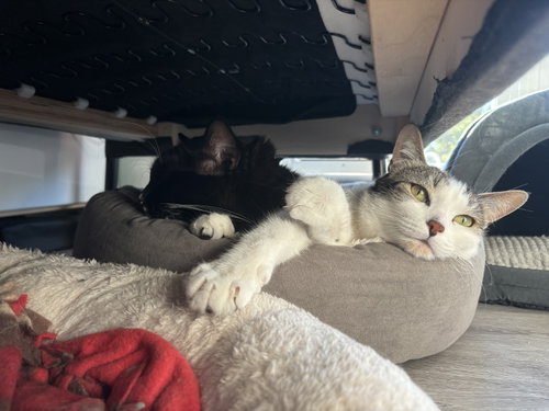 Photo 3 of Chili (bonded with Chaulk)