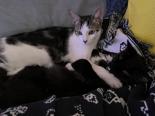 Chaulk (bonded with Chili)