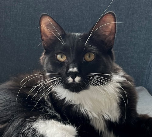 Chaulk (bonded with Chili), a cat for adoption from The Dancing Cat
