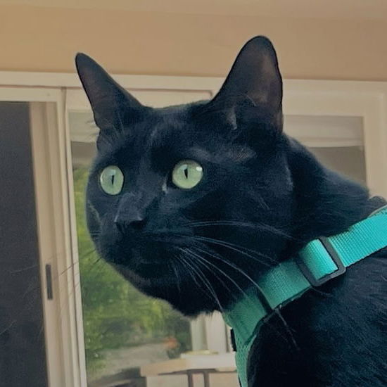 adoptable Cat in San Jose, CA named Big (Courtesy Post)