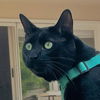 adoptable Cat in San Jose, CA named Big (Courtesy Post)