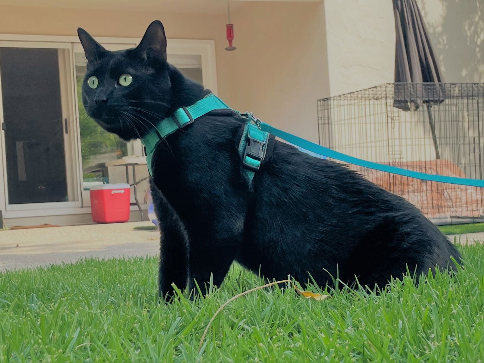 adoptable Cat in San Jose, CA named Big (Courtesy Post)