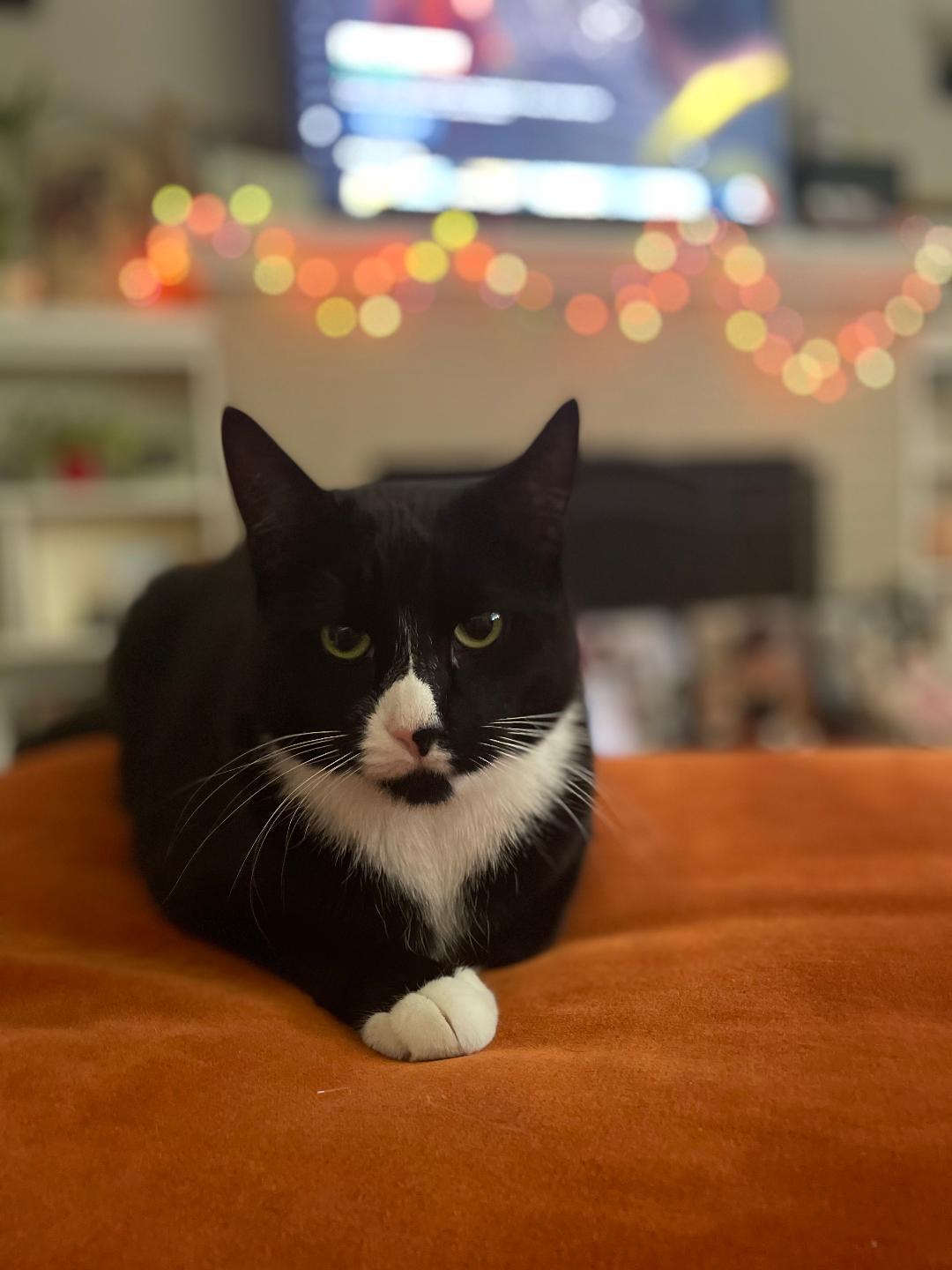 adoptable Cat in San Jose, CA named Boots (Courtesy Post)