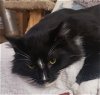 adoptable Cat in san jose, ca, CA named Artemis (Courtesy Post)