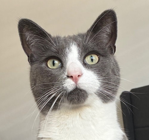 Arlo, an adoptable Domestic Short Hair in San Jose, CA