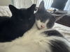 adoptable Cat in San Jose, CA named Zoe and Alex - bonded pair (Courtesy Post)