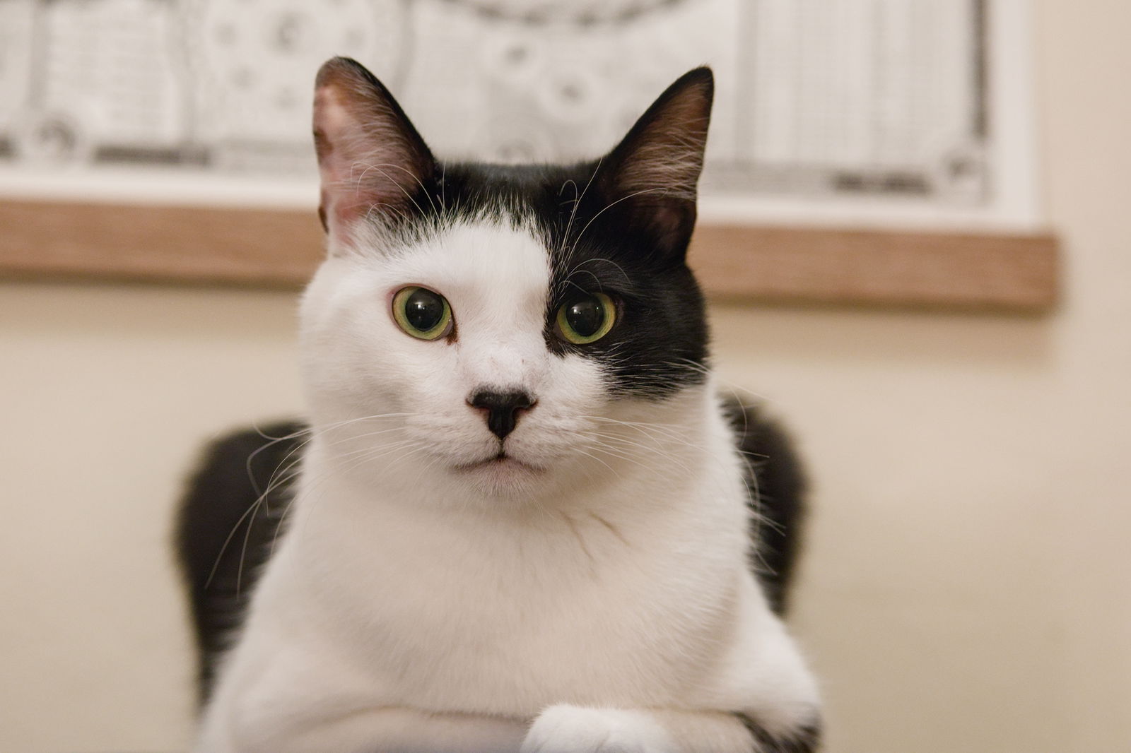 adoptable Cat in San Jose, CA named Clown Pants III (bonded w/ Graphene)