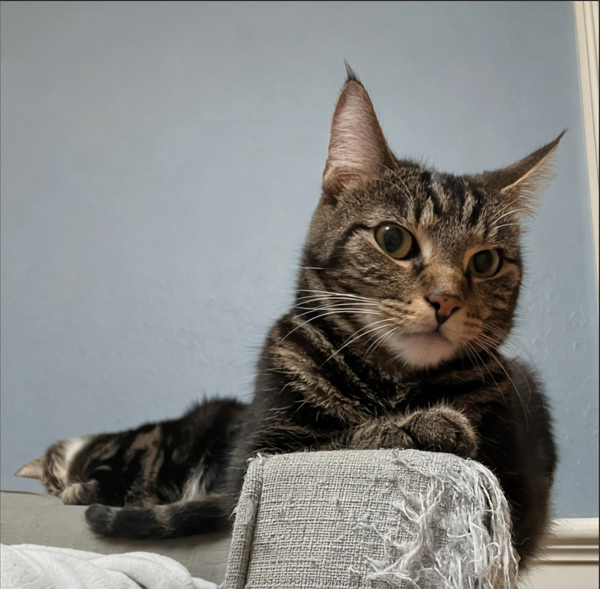 Ben (bonded w/ Scarlett)