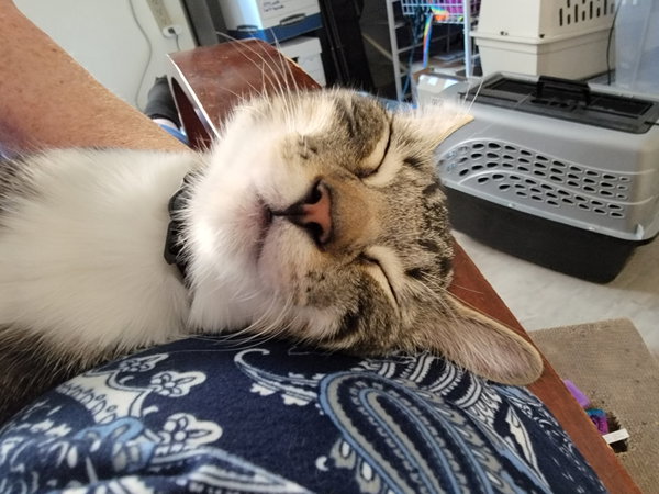 Scarlett (bonded w/ Ben)